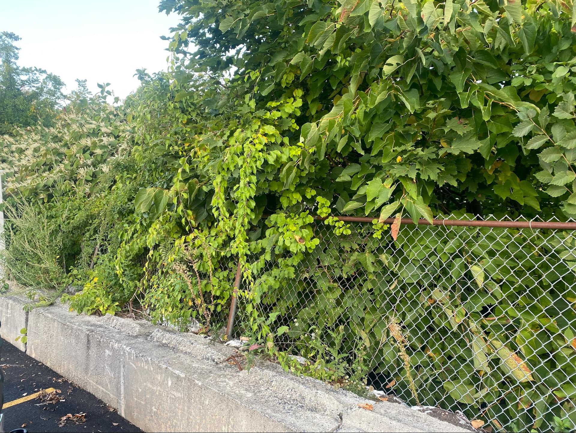 Invasive Species Removal