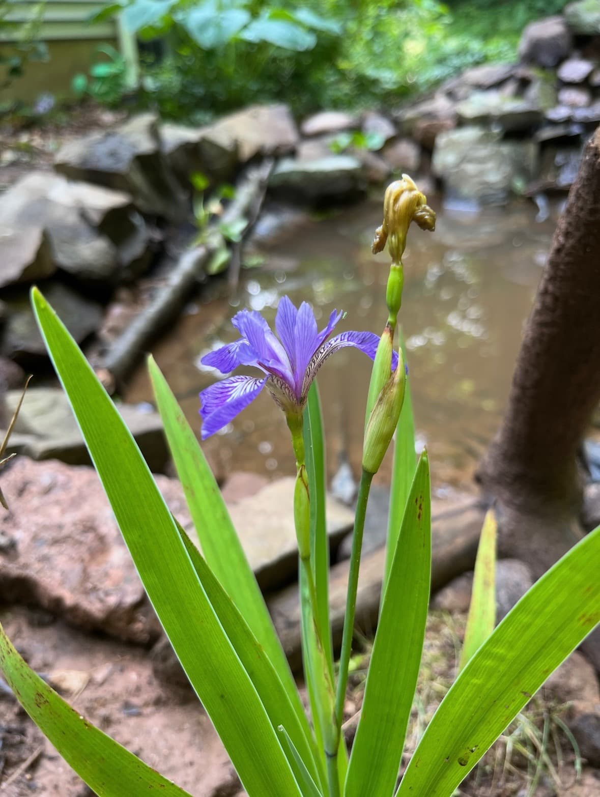 Creek's Edge Landscape 18