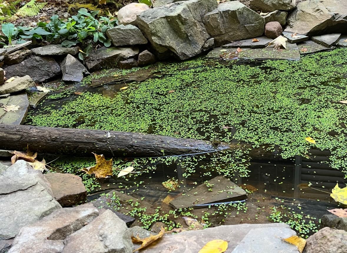 Creek's Edge Landscape 6